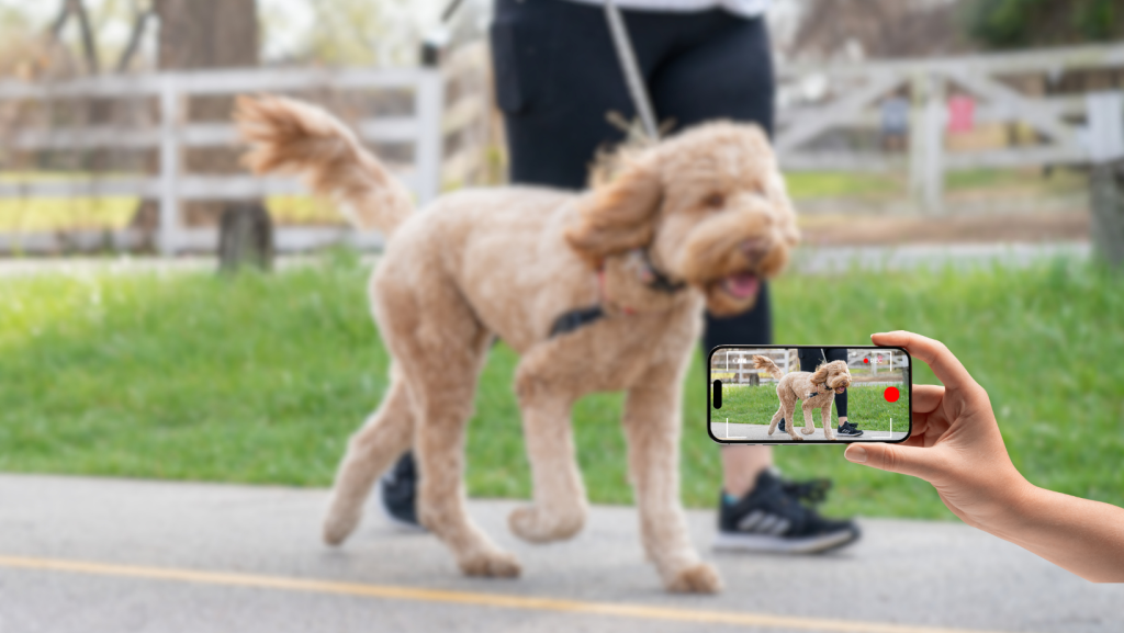 dog acting certification - step 2 - superstar dogs